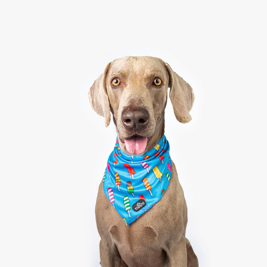 Icepop Dog Bandana