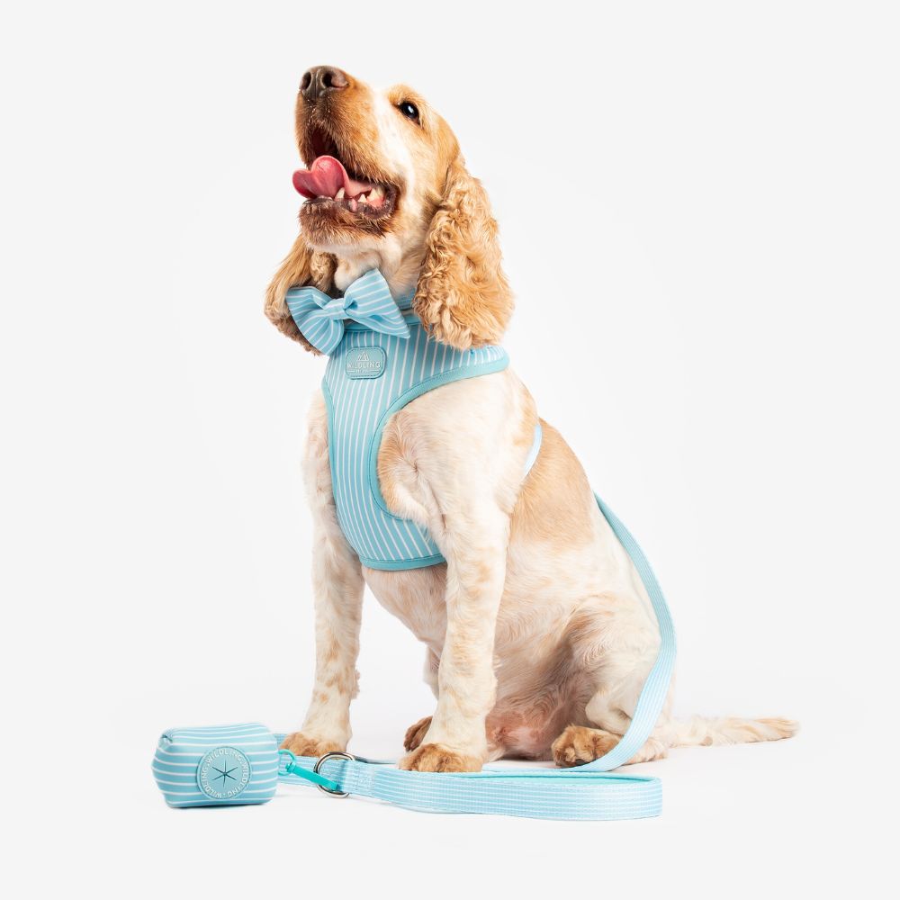 Bond and shop co dog harness