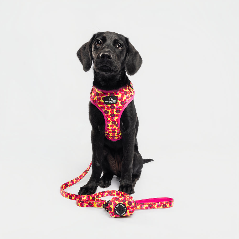 Dune Bloom Dog Collar