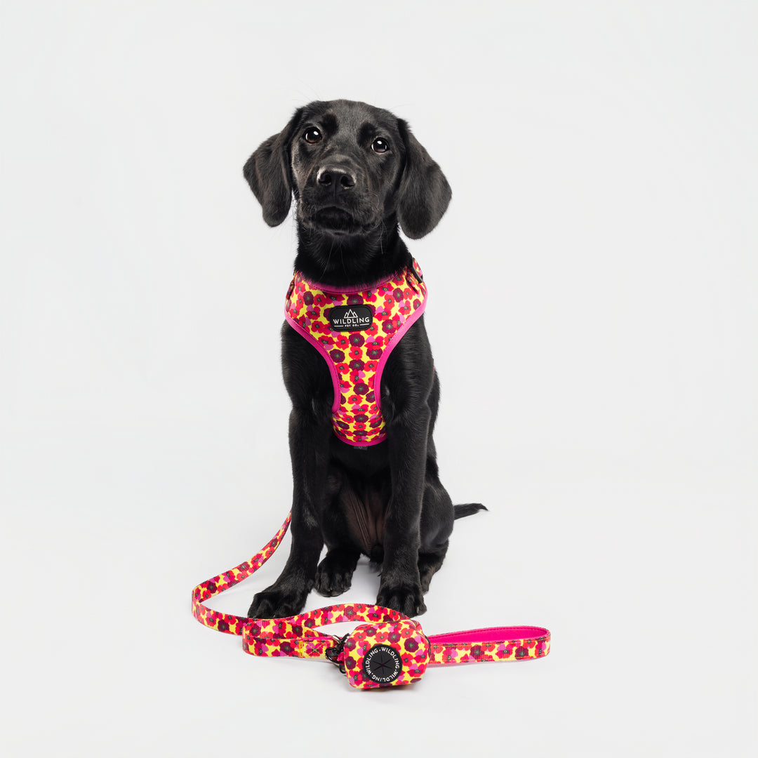 Dune Bloom Dog Collar