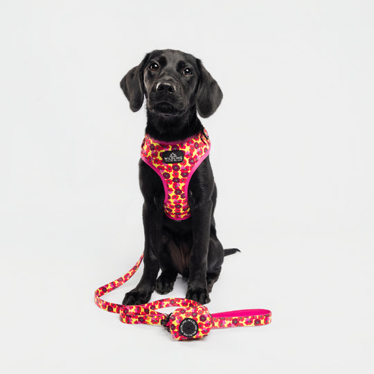 Dune Bloom Dog Collar