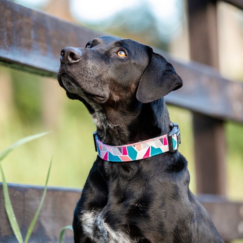 Acute Dog Collar - Wildling Pet Co.