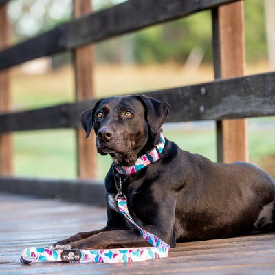 Acute Dog Collar - Wildling Pet Co.