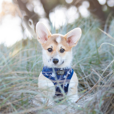 Tokyo Dog Harness - Wildling Pet Co.