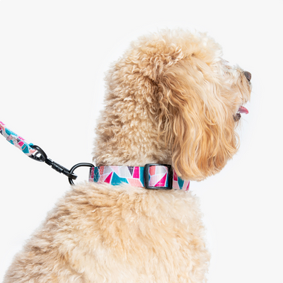Acute Dog Collar - Wildling Pet Co.