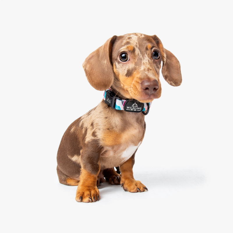 Acute Dog Collar - Wildling Pet Co.