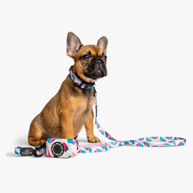 Acute Dog Leash - Wildling Pet Co.
