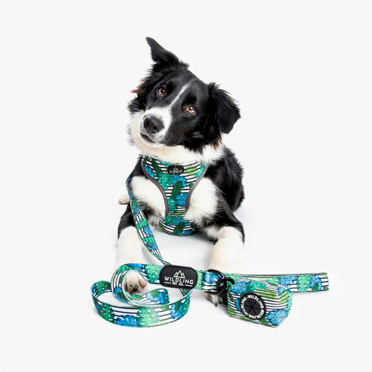Aloha Dog Leash - Wildling Pet Co.