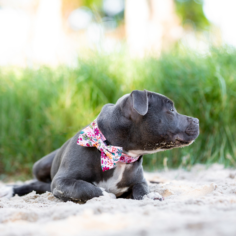 Bloomin Dog Collar