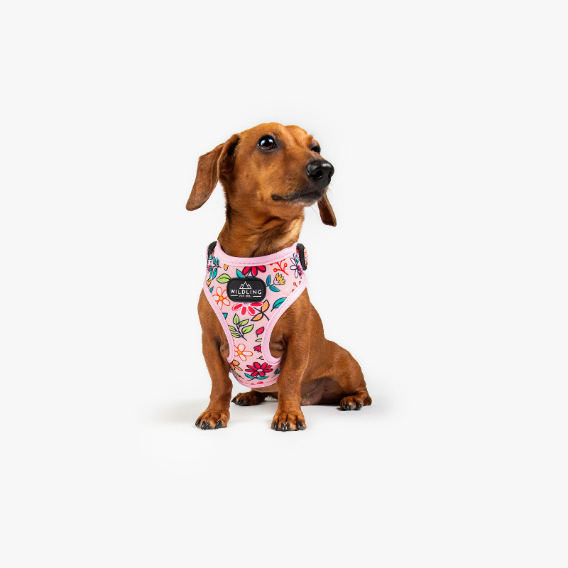 Bloomin Dog Harness - Wildling Pet Co.