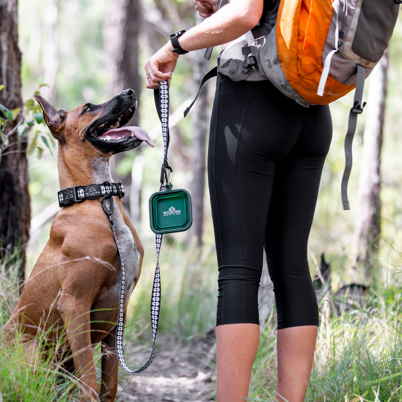 Hands free online leash petco