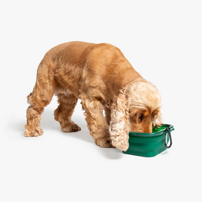 Collapse-a-Bowls - Wildling Pet Co.
