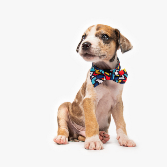 Fiesta Dog Collar