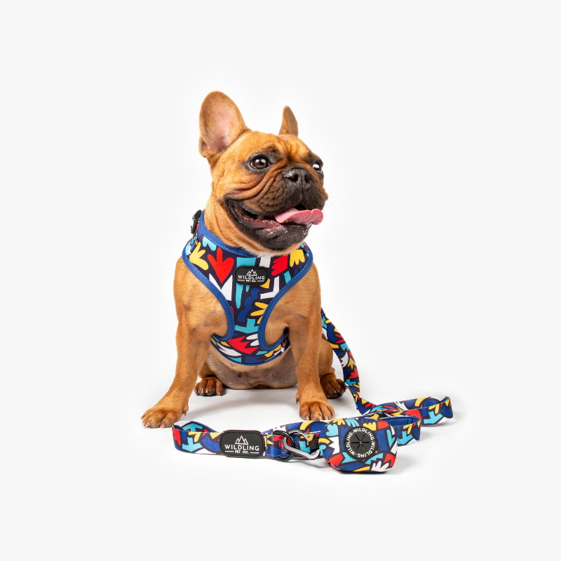 Fiesta Dog Harness