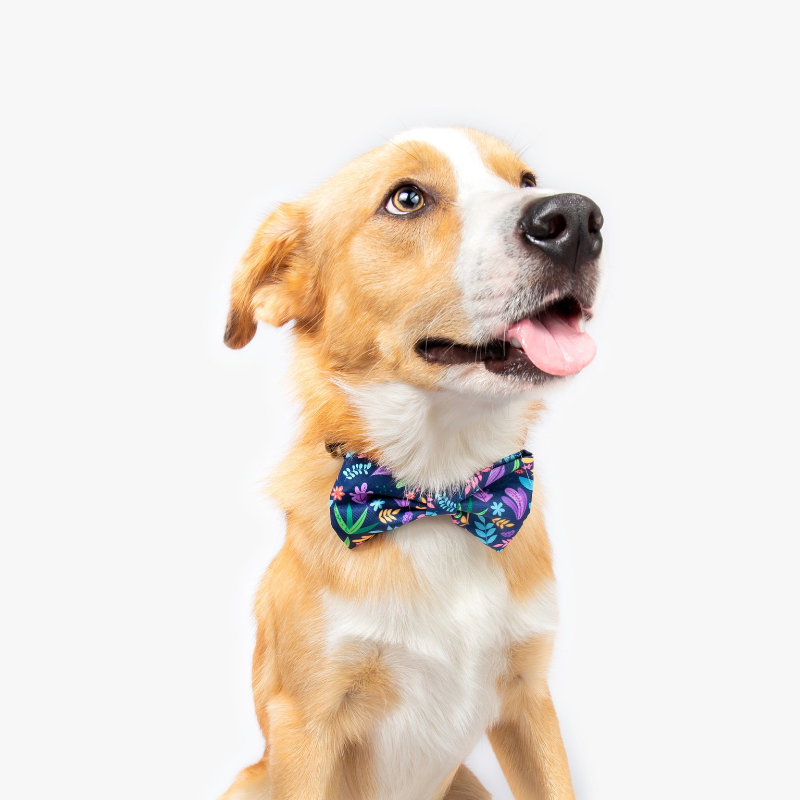 Bow ties for outlet dogs petco