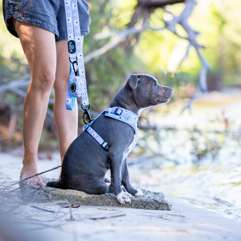 Petco no pull harness online for dogs