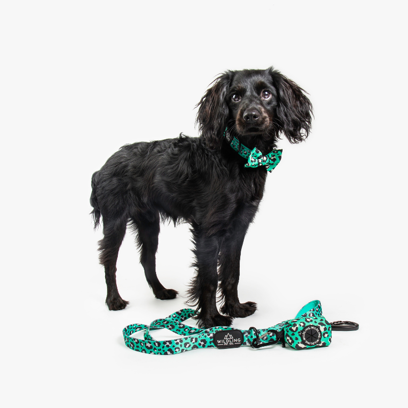 Leap Bow Tie - Wildling Pet Co.
