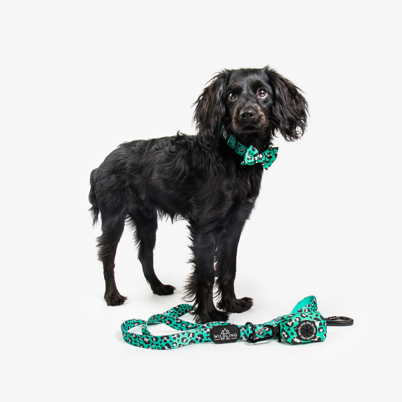 Leap Dog Leash - Wildling Pet Co.
