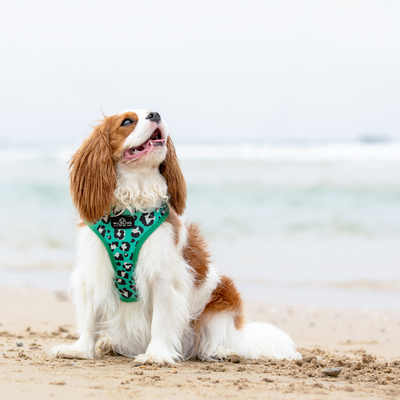 Leap Dog Leash