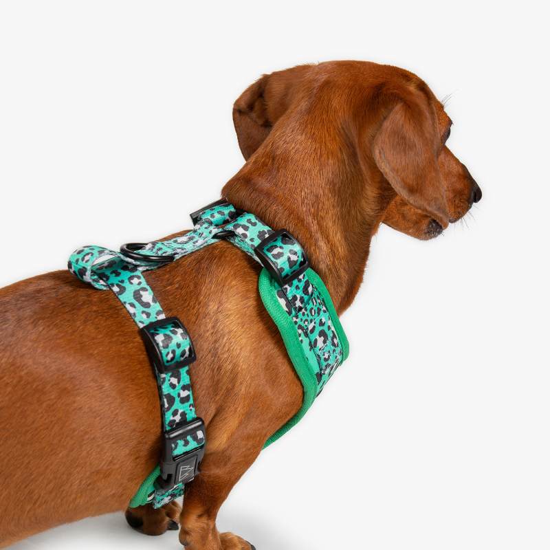 Leap Dog Harness - Wildling Pet Co.