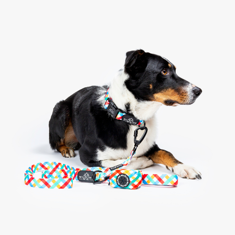 Petco sales dog lead