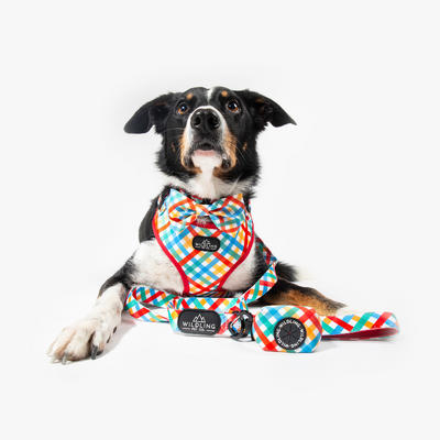 Picnic Dog Collar