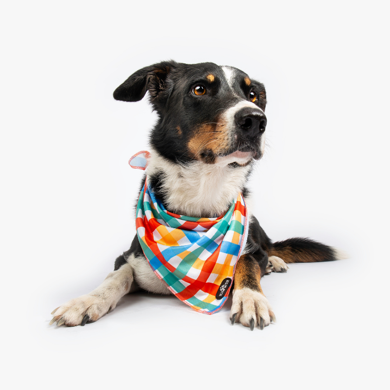 Dog Bandanas Petco Bandana The Paws Checkmate Dog Bandana, Small