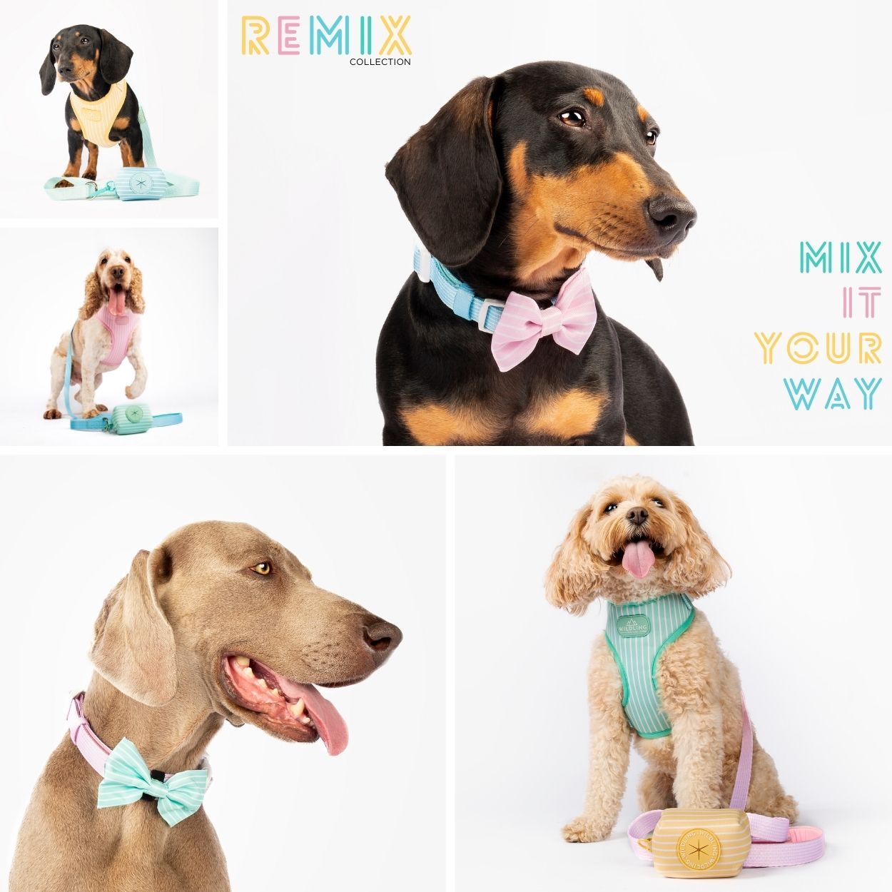 Chatzy leash shop and collar