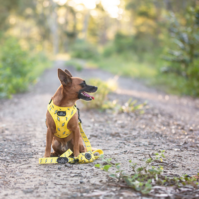 Strike Dog Collar