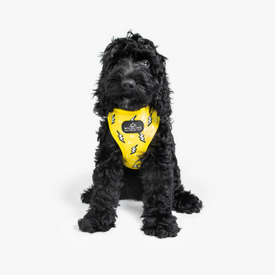 Strike Dog Harness - Wildling Pet Co.