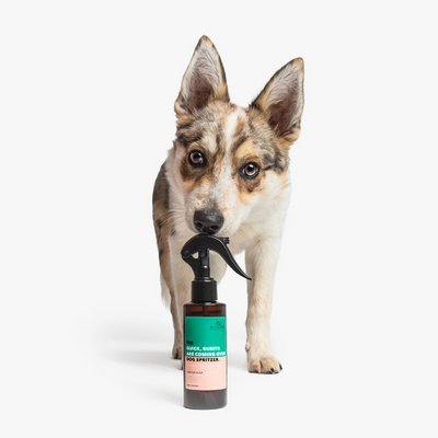 The 3-in-1 Dog Spritzer - Wildling Pet Co.