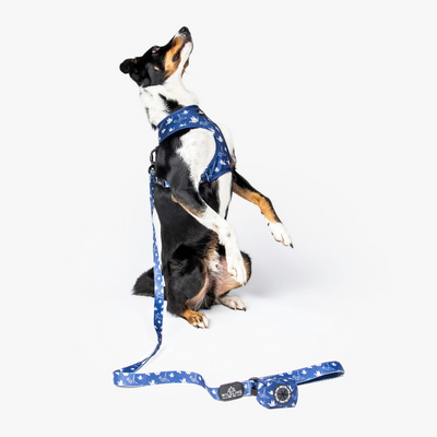 Tokyo Dog Harness - Wildling Pet Co.