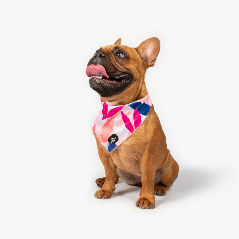 Wildling Pet Tropico Dog Bandana - Main Image