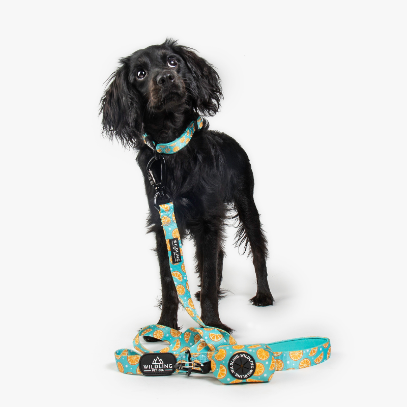 Zest Bow Tie - Wildling Pet Co.