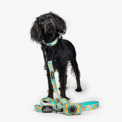Zest Dog Collar - Wildling Pet Co.