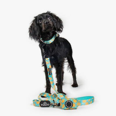 Zest Dog Leash - Wildling Pet Co.