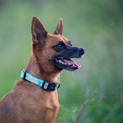 Zest Dog Leash