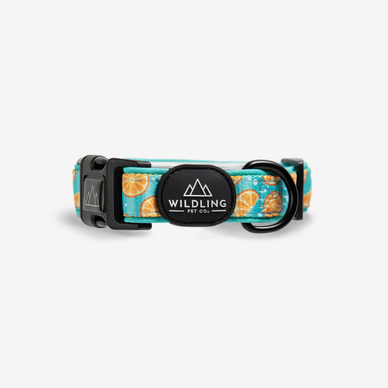 Zest Dog Collar - Wildling Pet Co.
